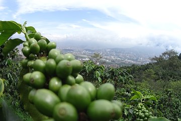 Coffee Experience - Coffee Tour in Medellin