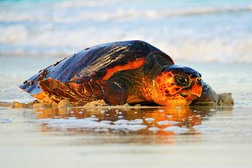 Turtle Watching Adventure