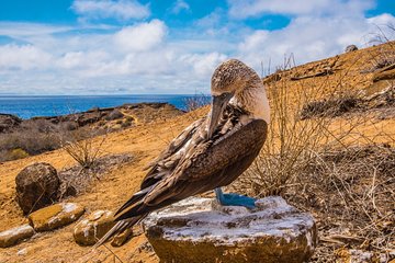 North Seymour Island & Bachas Beach on board of Sea Lion Yacht