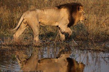 3-Day Okavango Delta & Boteti River Tented Safari