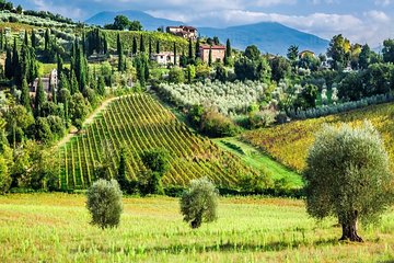 Truffle and Sommelier Vip Experience in Tuscany from Rome