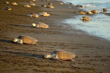 Turtle Tour Near Samara Beach