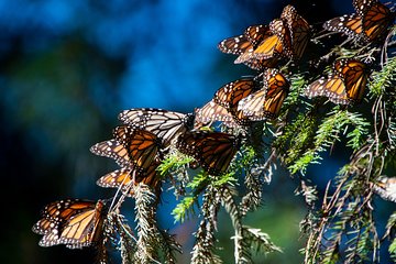 Monarch Butterfly Tour (Departing from Morelia)