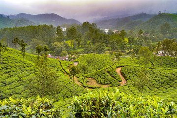 7 Days Kerala Tour- Munnar, Periyar, Houseboat & Varkala Beach 