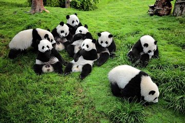 Chengdu Private Day Tour to Panda Base with Optional Volunteer