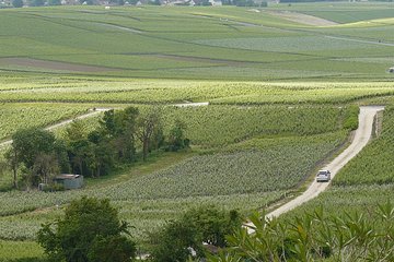 Custom Planned Romantic Champagne Vineyard Tour