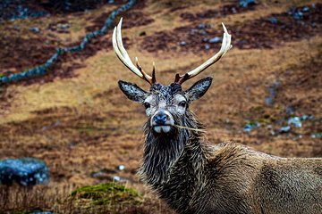 Glencoe and the Highlands Private Luxury Tour