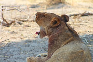 Moremi One Day Game Drive Safari