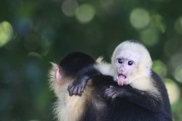 Manuel Antonio National Park tour 