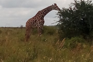 5 Days Safari to Amboseli ,Tsavo West N/P, Taita Hills Wildlife Sanctuary-Luxury