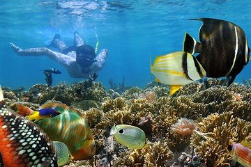 Dolphins and Snorkeling at Mnemba Island reef - Snacks Included