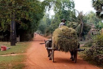 Tuk Tuk Journey: Exploring Rural Life and Silk Farm Craftsmanship