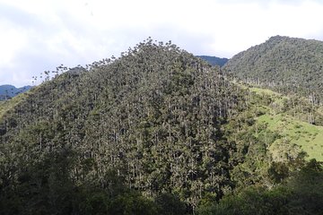 Shared Carbonera Tour - Sanctuary of the Wax Palm