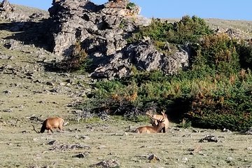 Private Three Hour Afternoon Custom Tour of Rocky Mountain National Park