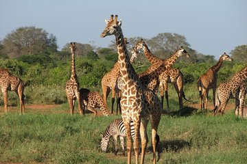 2 DAYS TSAVO EAST SENTRIM CAMP (Cost Based on Minimum 2 persons)