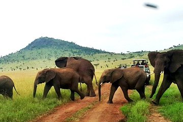 12-Days Best of Kenya Wildlife Jeep Safari - High End