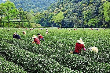 Half-Day Hangzhou Nature Explore with Green Tea Village and Yunxi Bamboo Forest