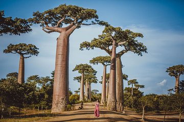 Madagascar Wildlife Tour 14D/13N