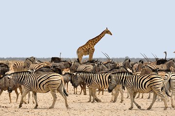 Etosha Express Safari 3 Days / 2 Nights 