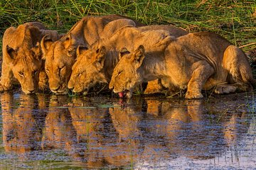 Chobe Day Trip from Victoria Falls, Zimbabwe