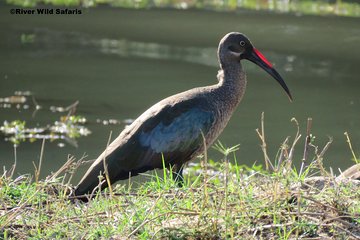 Birding Safari (AM/PM) - River Wild Safaris