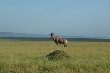7 Days Safari to Maasai Mara , Serengeti and Ngorongoro Conservancy in Tanzania.