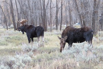 Grand Teton National Park - PRIVATE Sunset Tour from Jackson Hole