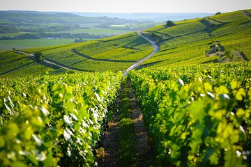 Excursion to the Champagne region and Wine Tasting