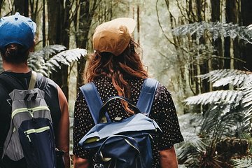 Small Eco Tour (8 ppl) - Yarra Valley & Dandenong Ranges Hike 