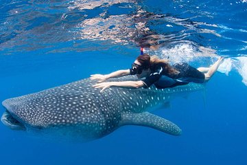 Whale Shark from Cancun, Riviera Maya and Tulum All Inclusive