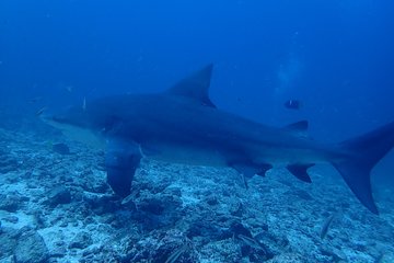 Bull shark experience