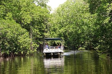 Black River Safari plus YS Falls Private Tour 