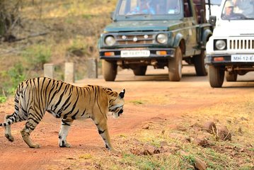 Nagpur to Bhopal via Pench & Satpura National Park