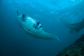 Snorkelling with Manta Rays