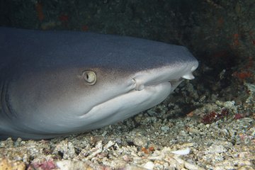 Scuba Diving at Padangbai: Shark Point and Blue Lagoon