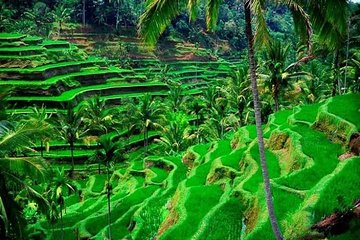 Bali Full-Day Private Tour with Pickup and Lunch