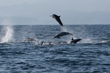 Muscat Dolphin Watching and Snorkeling