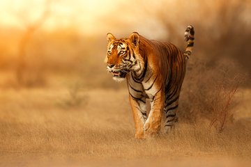 On The Tiger Trail Journey