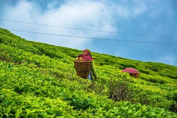 The Land Mark Tour (Nautical Day Darjeeling To Mirik crusade)