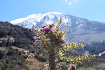 Kilimanjaro Day Trip -Marangu Route
