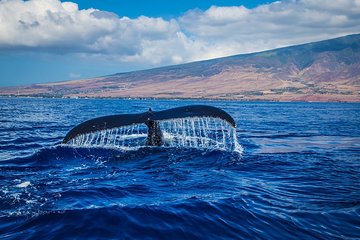 Whale Watching