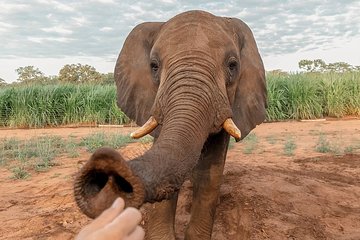 Moments with Elephants