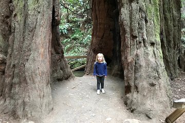 Private Muir Woods and Sausalito Half Day Tour