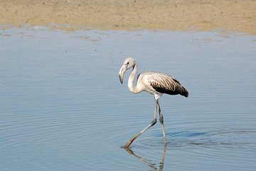 Private excursion to Doñana National Park, El Rocio and Matalascañas