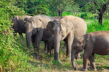 Hurulu Eco Park Private Safari