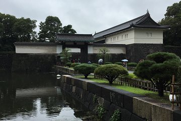 Cherry blossom tour in Tokyo 