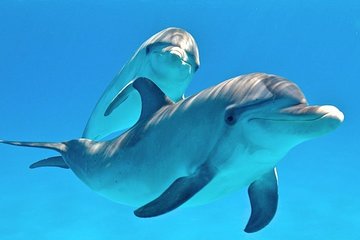 Cheap trip: a dolphin trip in Hurghada