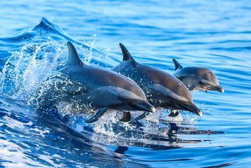 Dolphin Watching Activity with Snorkeling in Hurghada