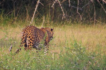 Wild Adventures Safari from Wilpattu