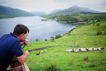 Visit traditional working sheep farm & sheepdog demo. Galway. Guided. 1 ½ hours.